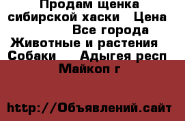 Продам щенка сибирской хаски › Цена ­ 8 000 - Все города Животные и растения » Собаки   . Адыгея респ.,Майкоп г.